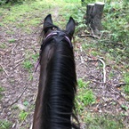 horse-view-of-trail-ride