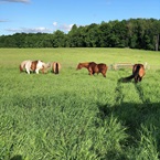 horses-grazing